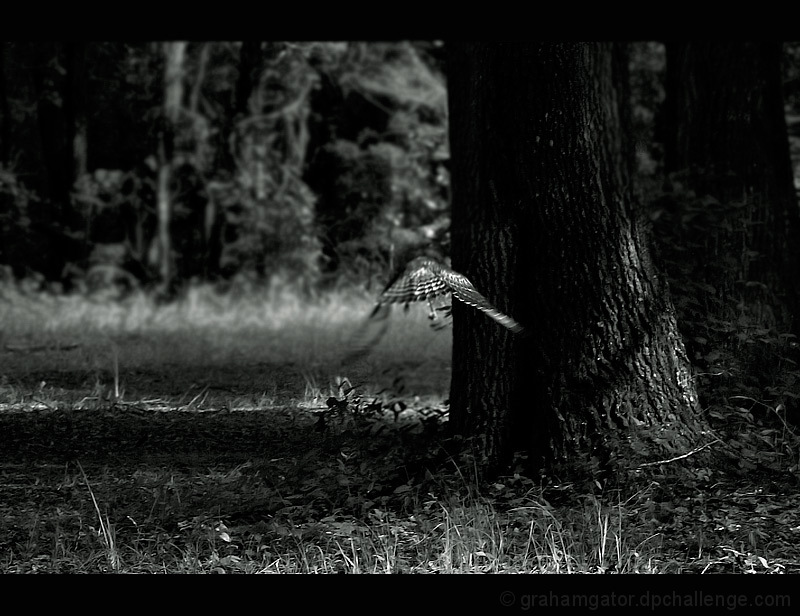 Evasion