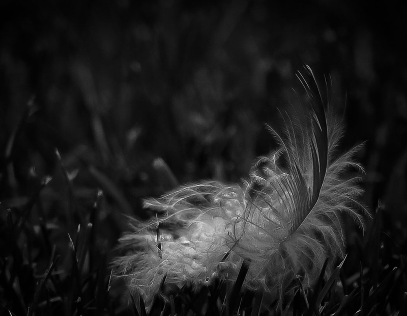 Simply, "Feather"