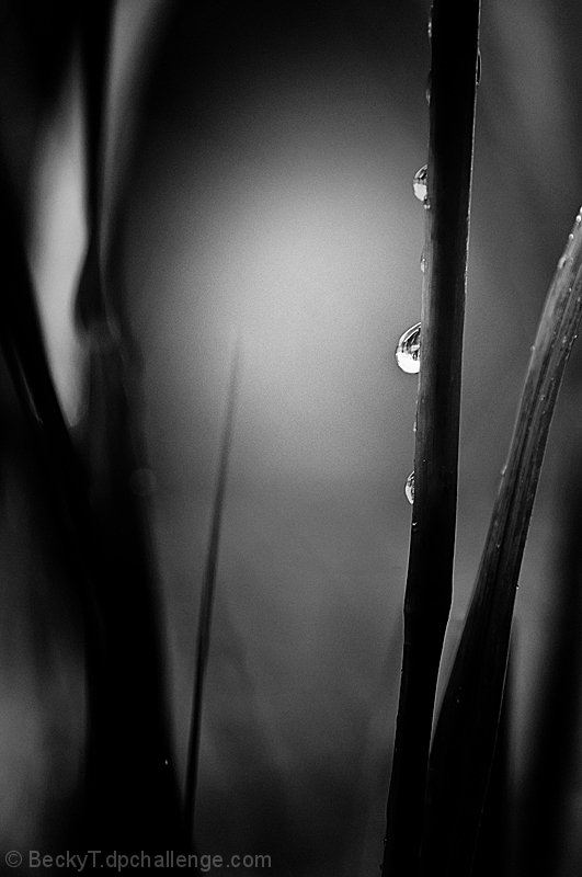 "Dew" in Monochrome