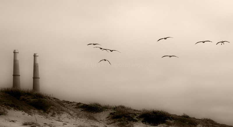 Twin Towers and Pelicans