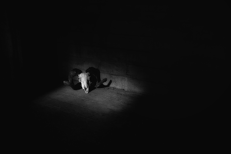 Another Posthumous Sheep Seeing The Light