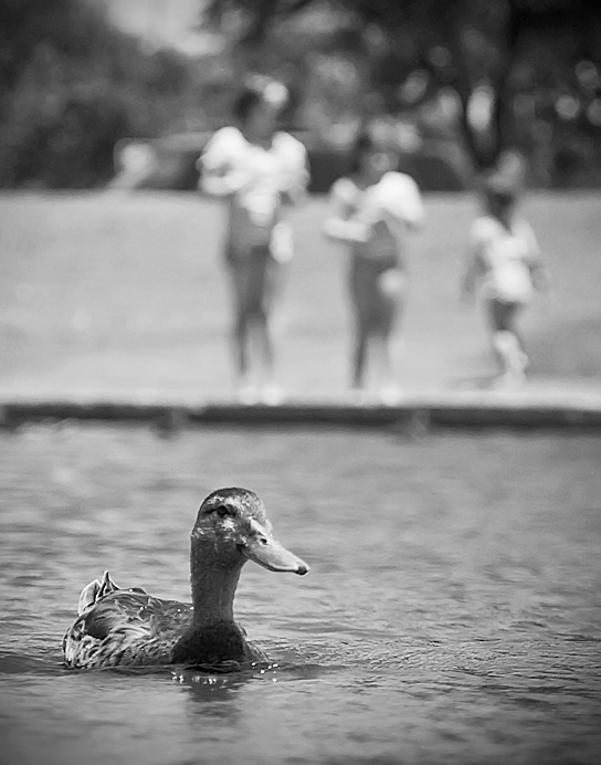 A duck and the kids