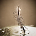Golden feather