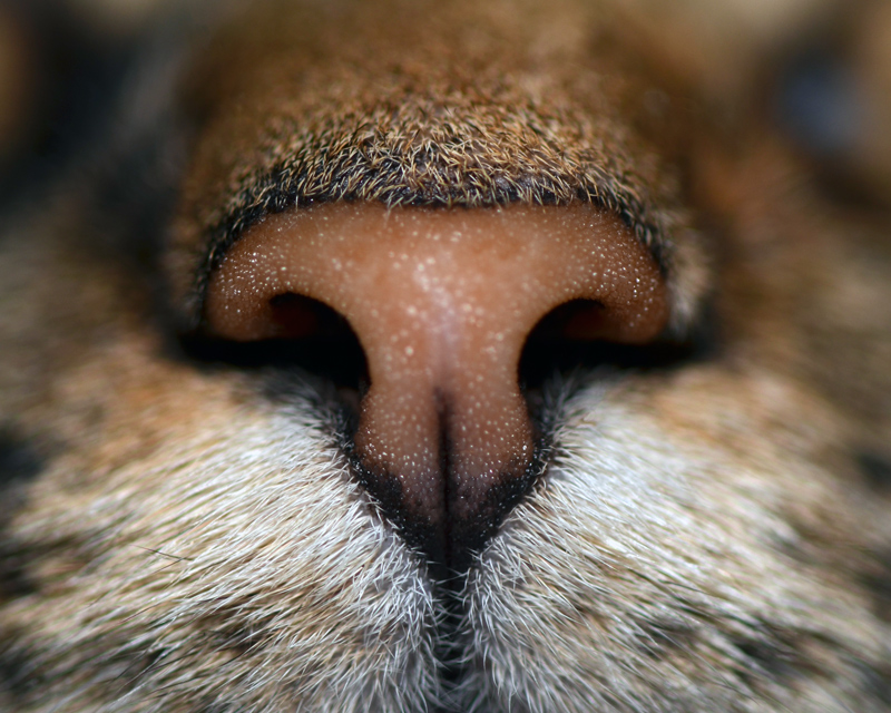 Olfaction Attraction