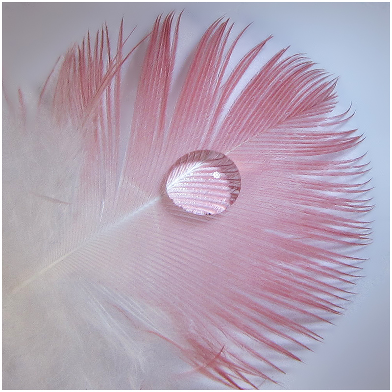 Galah  Feather