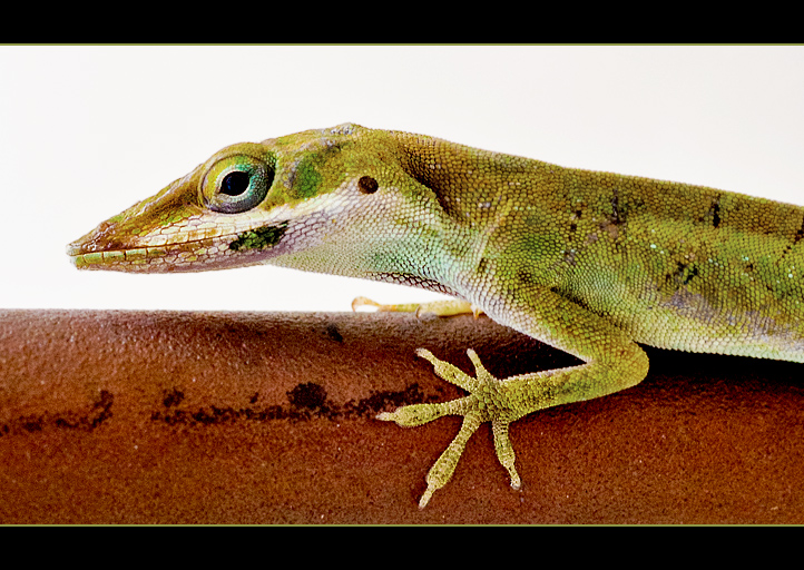 Lizardis Oldus