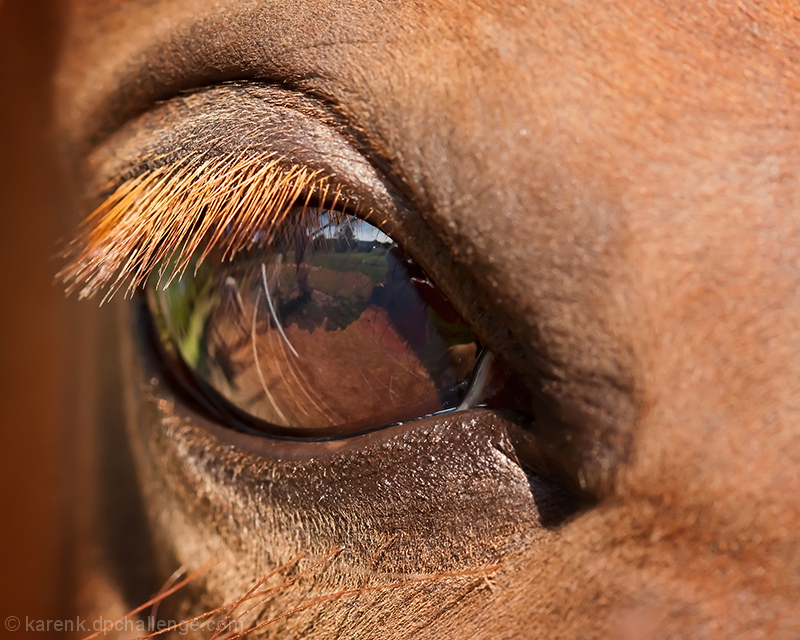 Equine Vision