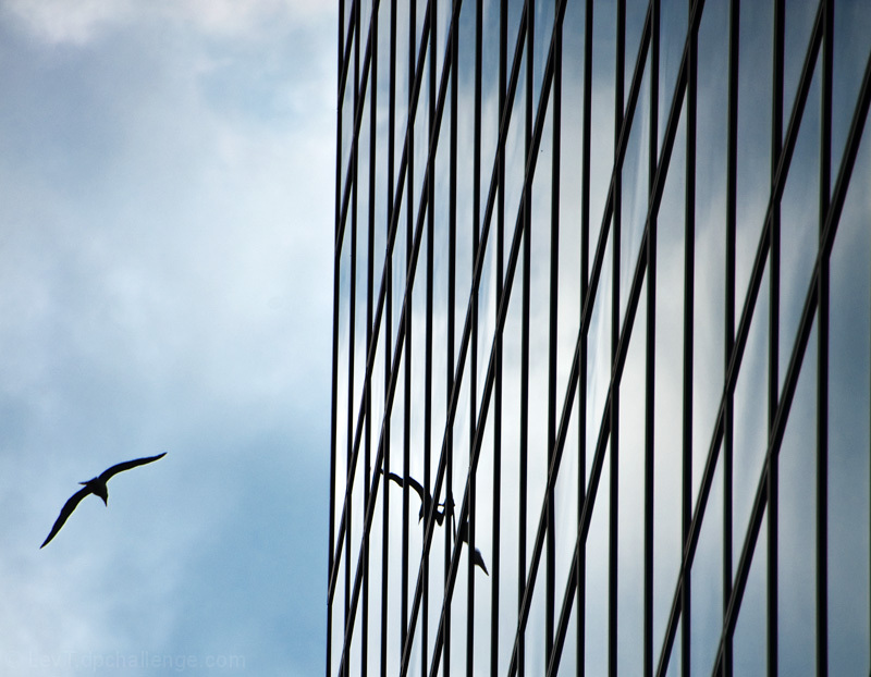 like a bird