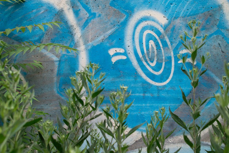 weeds against blue wall