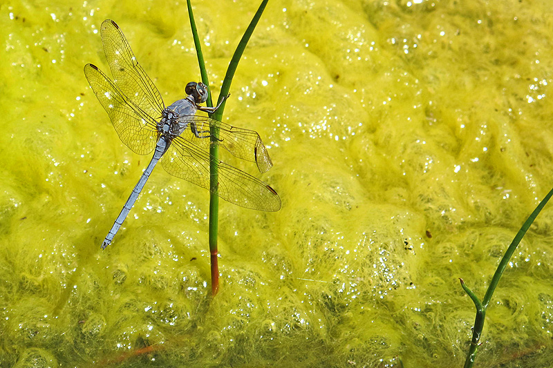 blue dragonfly over green water