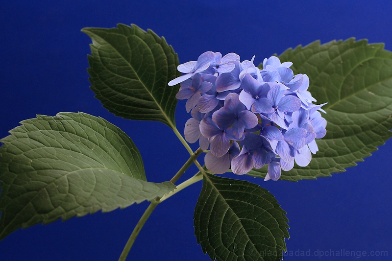 Hydrangea