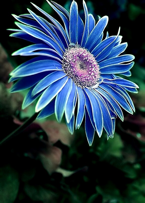 Daisy Blue