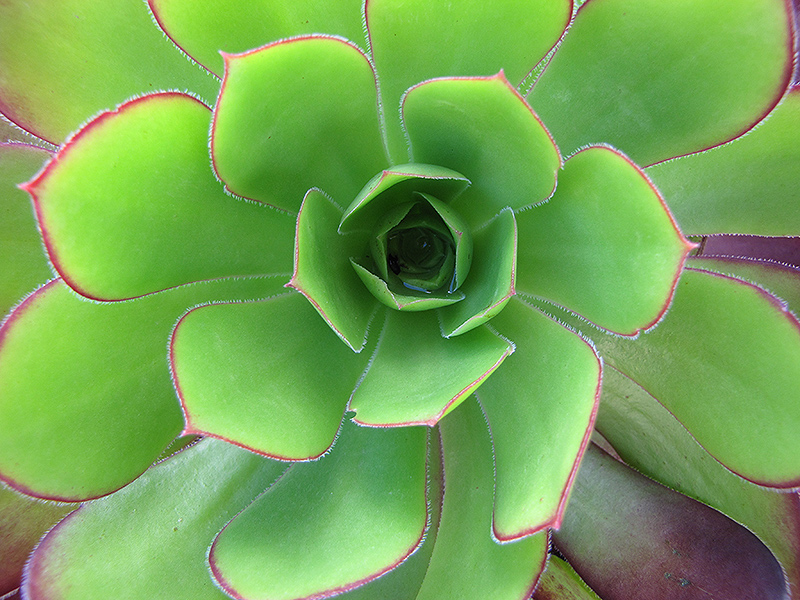 Succulent