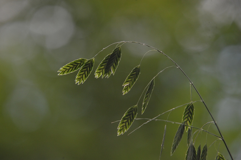 Sea Oats, Summer