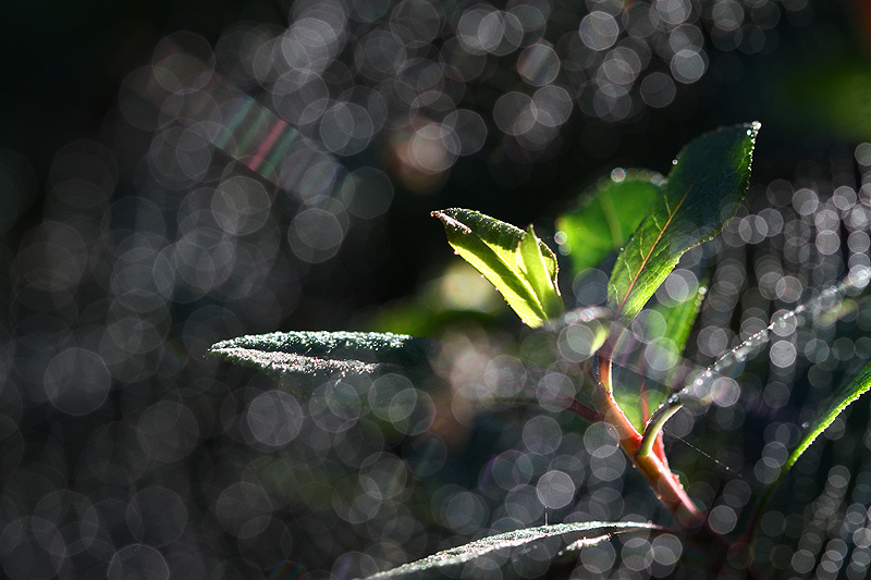 Through the web