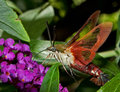 Photographing Flying Insects