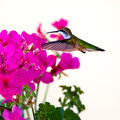 How to Photograph Hummingbirds
