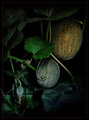 Do The Melons Still Grow In The Pale Moonlight?