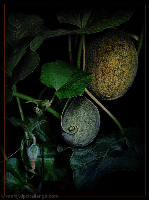 Do The Melons Still Grow In The Pale Moonlight?