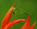 Tasty Morsel