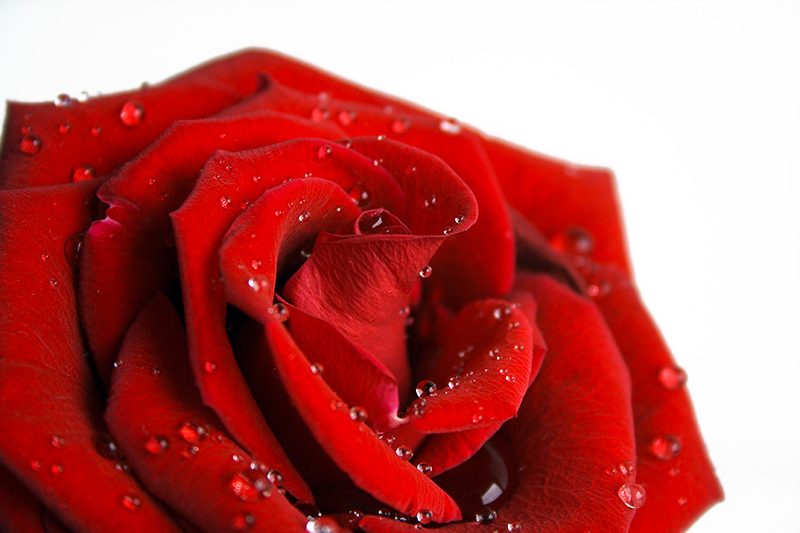 Scent of a rose