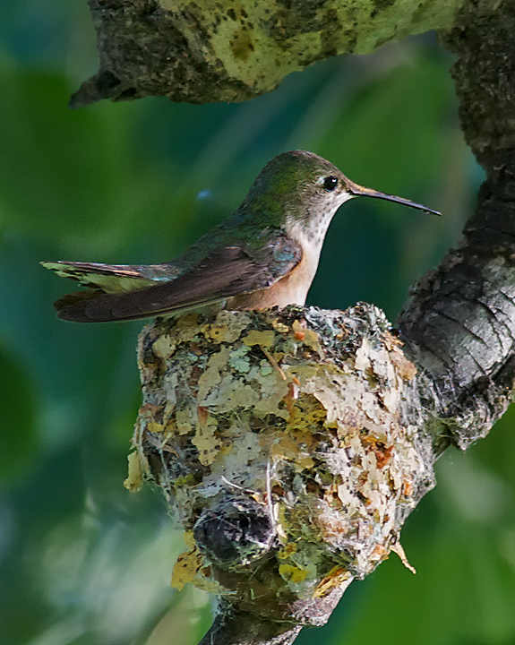 The Warmth of Incubation