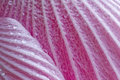 Hibiscus, day 2