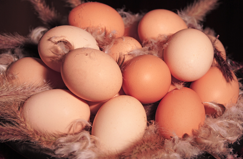 Free Range