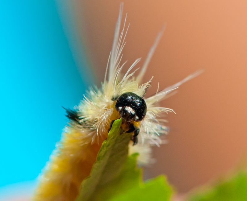 Fuzzy