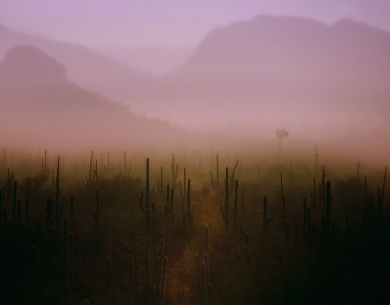 Desert Rain