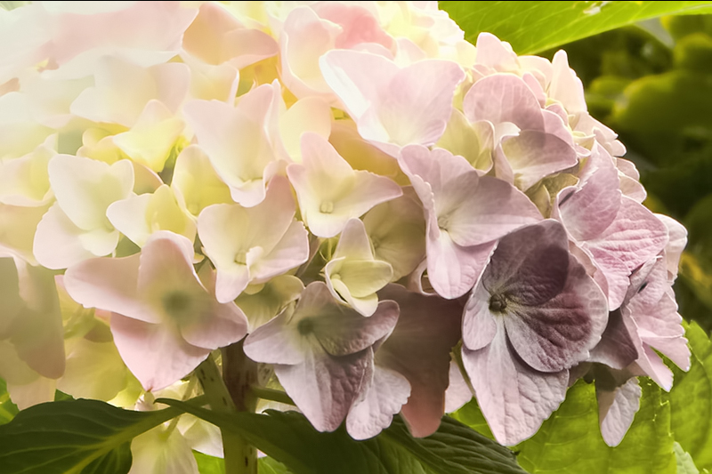 Hortensia