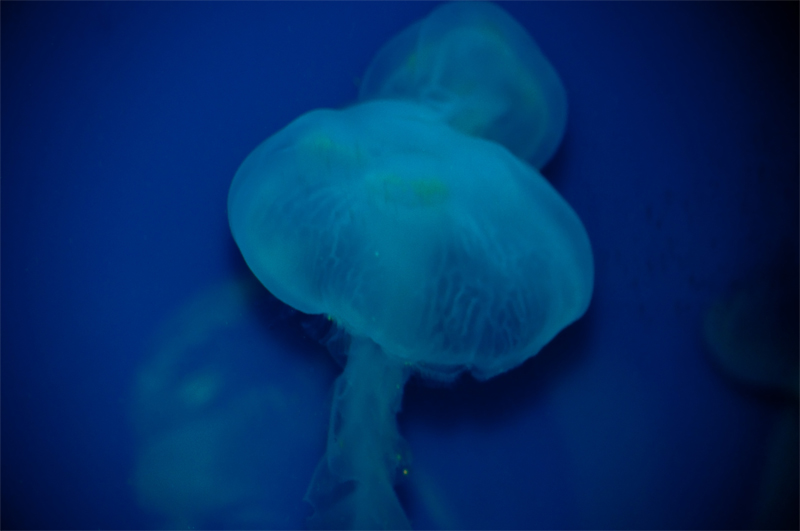 Jelly Fish