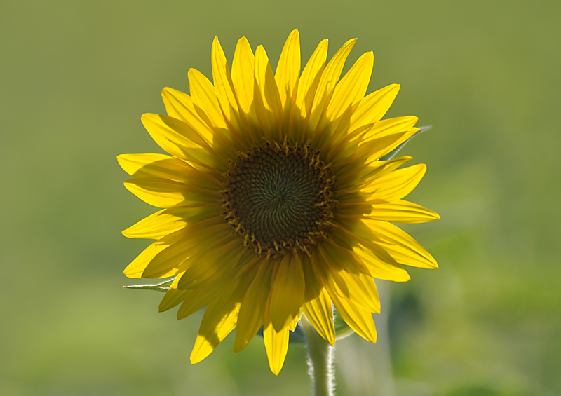 Tournesol
