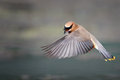 Cedar Waxwing 