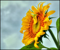 Partly Sunny