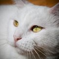 White Purr-fection