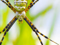 Orb Weaver