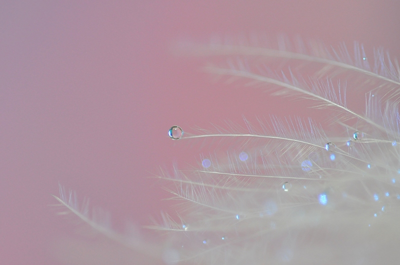 Delicate