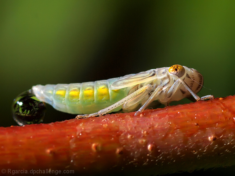 Nymph with a Crystal Ball