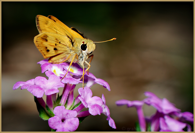 Skipper