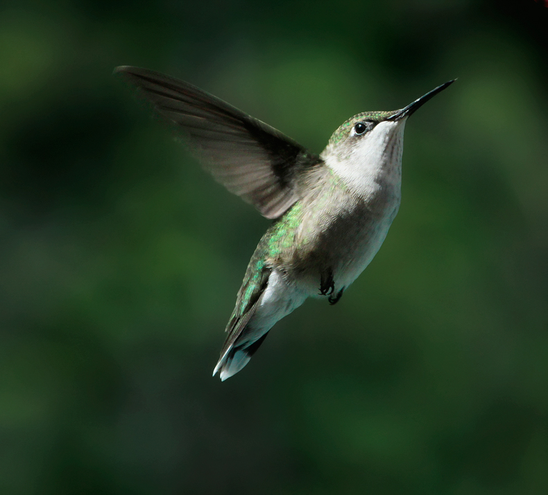 Hummer