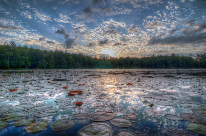 Water Lilies on Fifth Lake