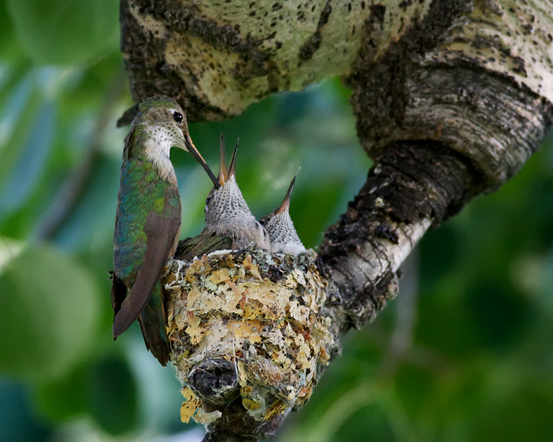 Hummingbird Mom feeds 10 day old chicks