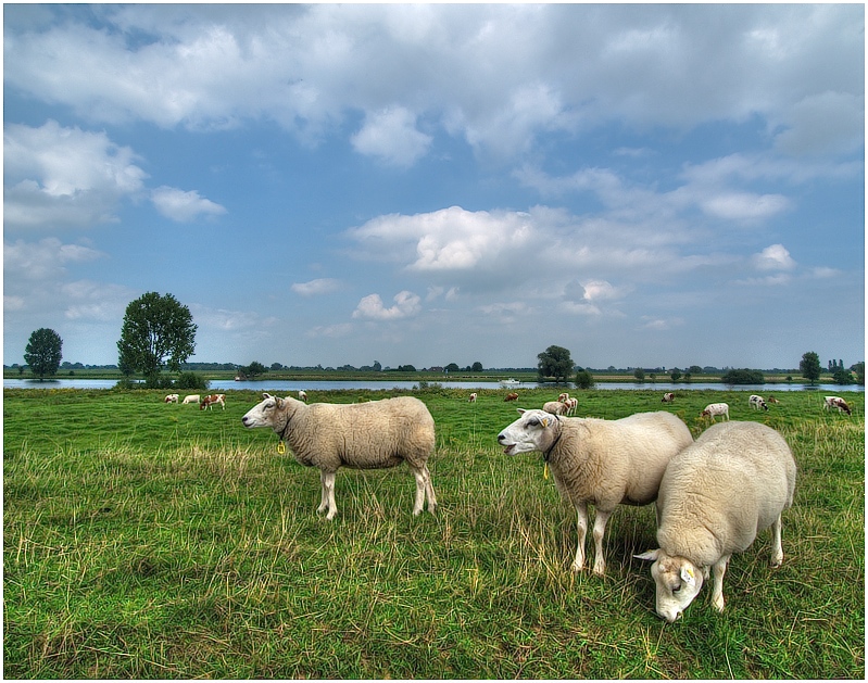 Three Sheep In A Meadow