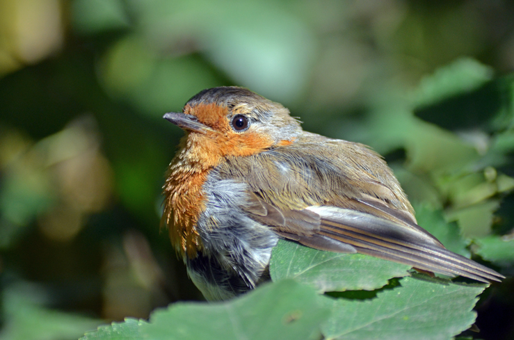 Robin