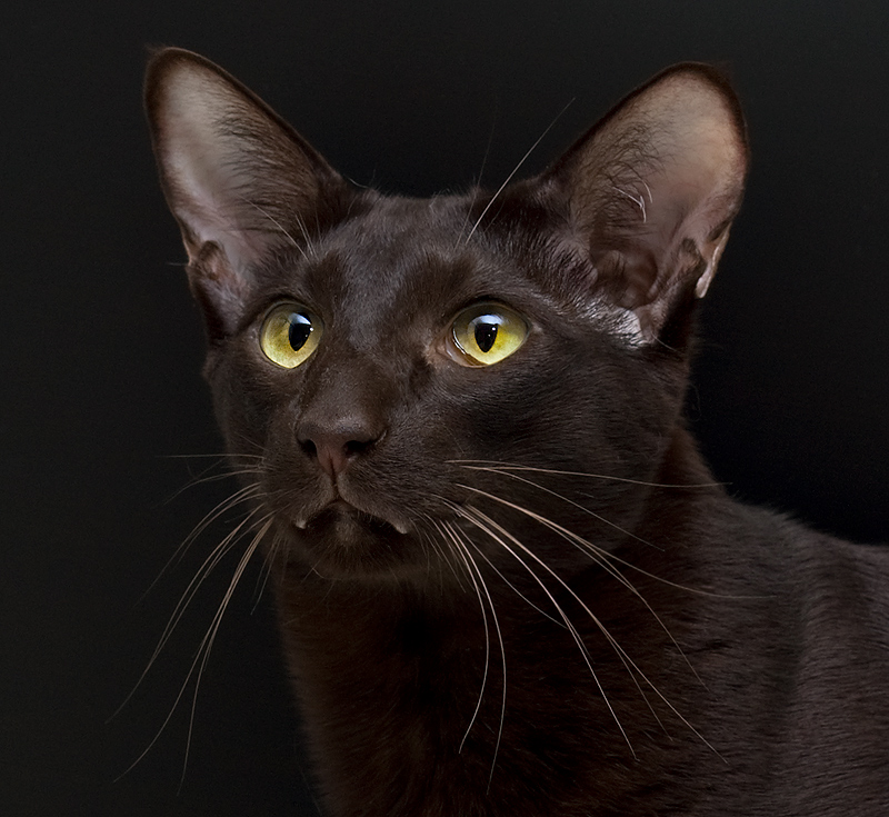 Oriental Short Hair Cat