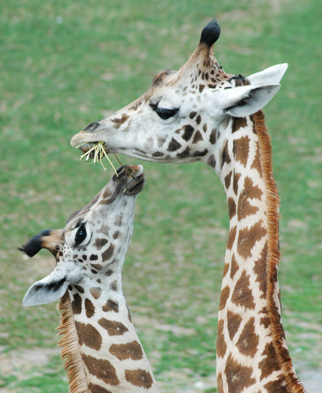 Feeding the young