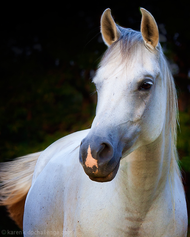 Arabian Mare