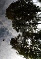 Tree and sky reflection interrupted - pine-cone ripple