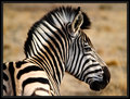 Clothed in Stripes